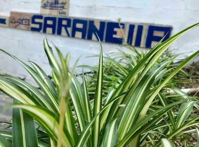 S'arenella